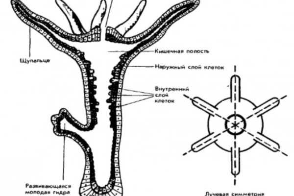 Правильная ссылка на kraken onion kraken6.at kraken7.at kraken8.at